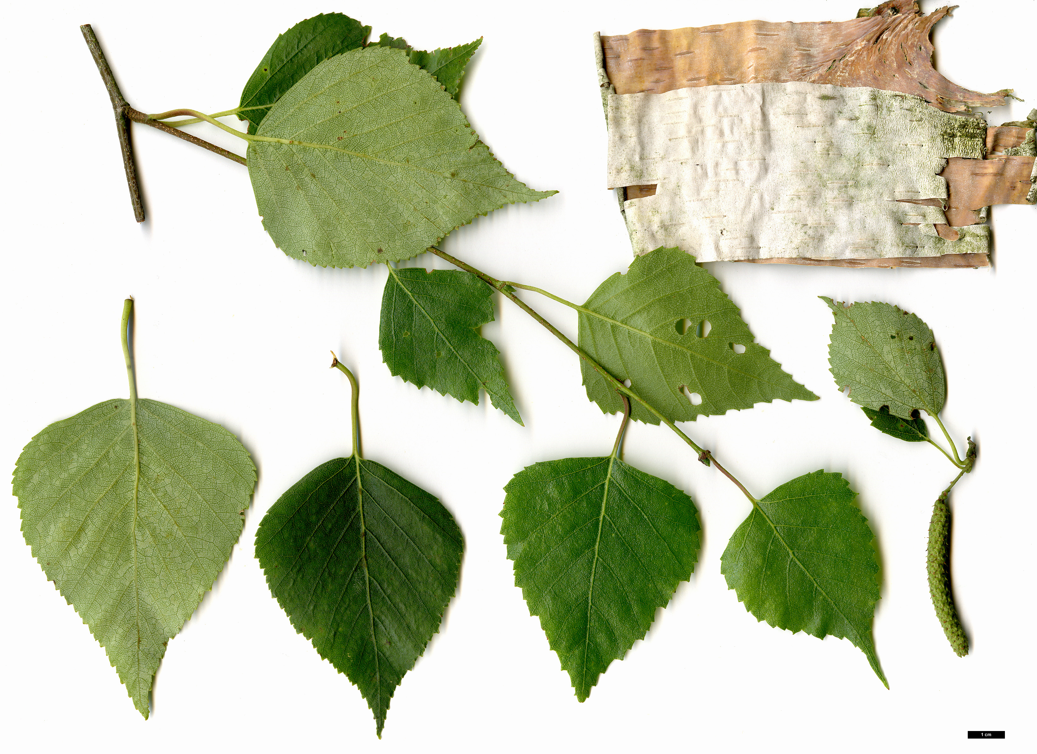 High resolution image: Family: Betulaceae - Genus: Betula - Taxon: pendula - SpeciesSub: subsp. szechuanica